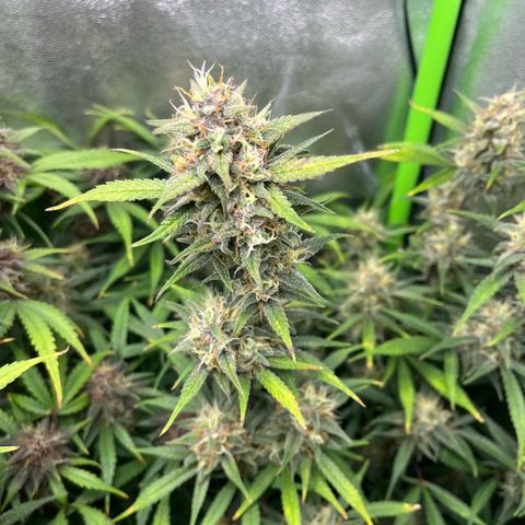 Papaya Cookies Auto growlog timeline photo