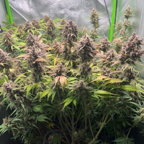 Strawberry Gorilla Auto growlog timeline photo