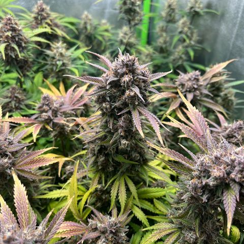 Strawberry Gorilla Auto growlog timeline photo