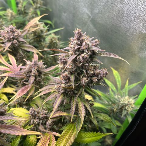 Strawberry Gorilla Auto growlog timeline photo