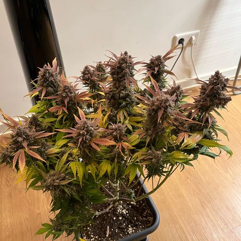Strawberry Gorilla Auto growlog timeline photo