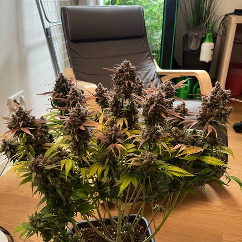 Strawberry Gorilla Auto growlog timeline photo