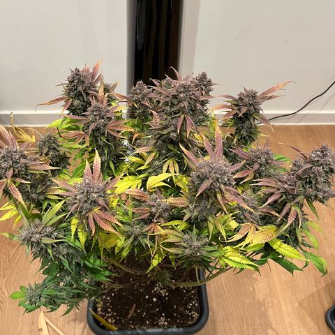 Strawberry Gorilla Auto growlog timeline photo
