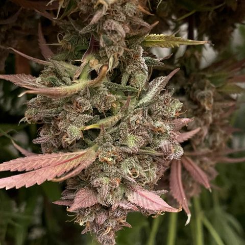 Strawberry Gorilla Auto growlog timeline photo