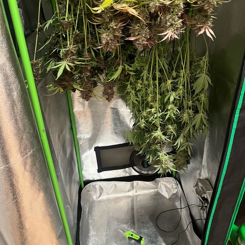Papaya Cookies Auto growlog timeline photo