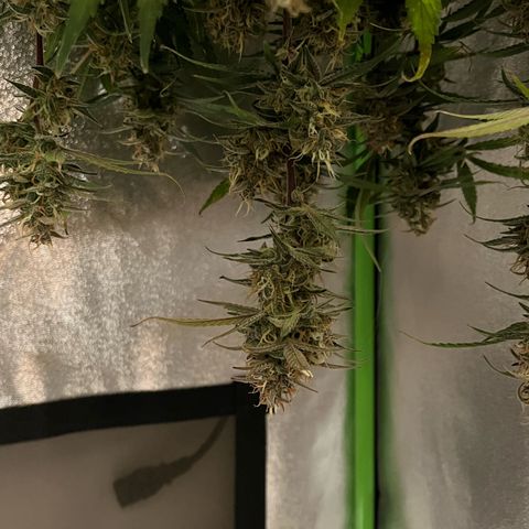 Papaya Cookies Auto growlog timeline photo