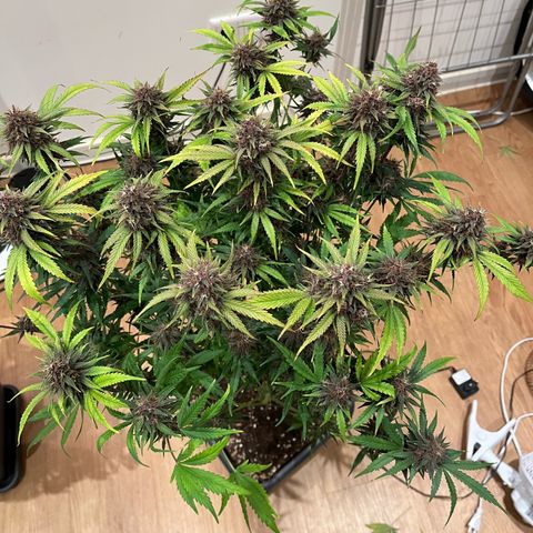Banana Purple Punch Auto growlog timeline photo
