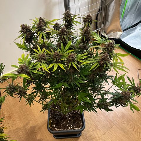Banana Purple Punch Auto growlog timeline photo