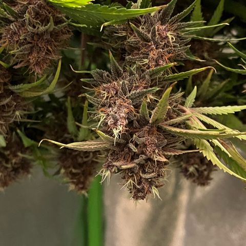 Banana Purple Punch Auto growlog timeline photo