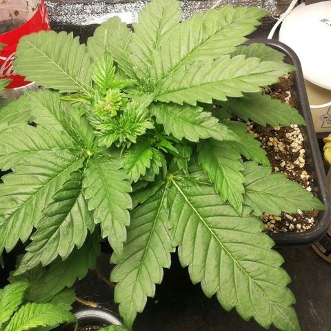 BCN Critical XXL growlog timeline photo