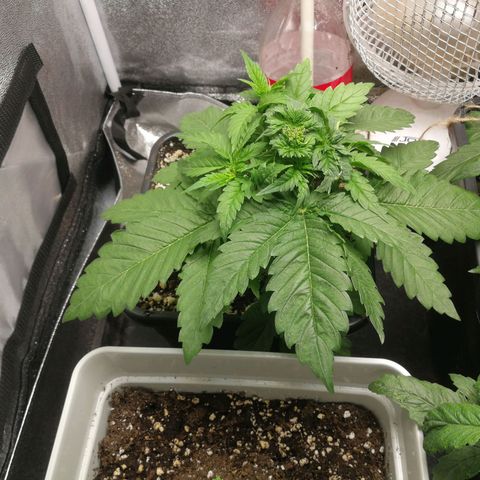 BCN Critical XXL growlog timeline photo