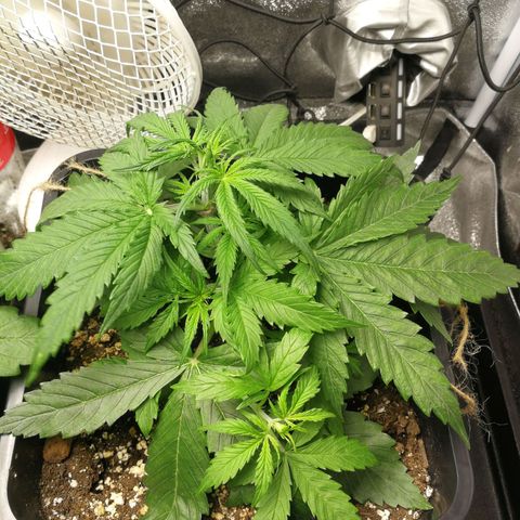American Fast growlog timeline photo