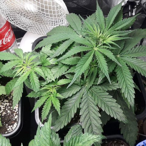 American Fast growlog timeline photo