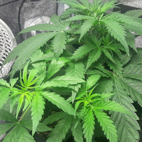 American Fast growlog timeline photo