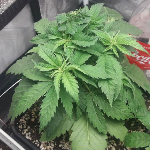 BCN Critical XXL growlog timeline photo