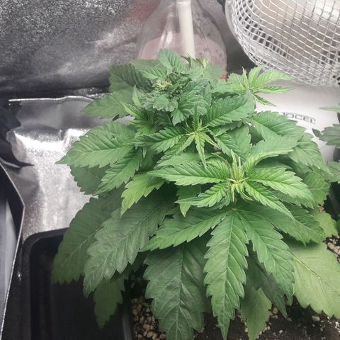 BCN Critical XXL growlog timeline photo