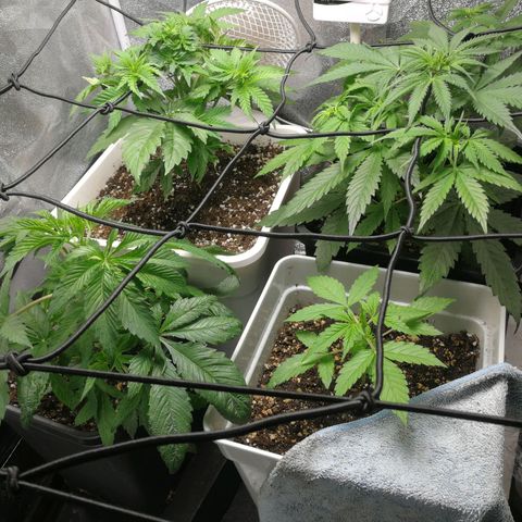 BCN Critical XXL growlog timeline photo