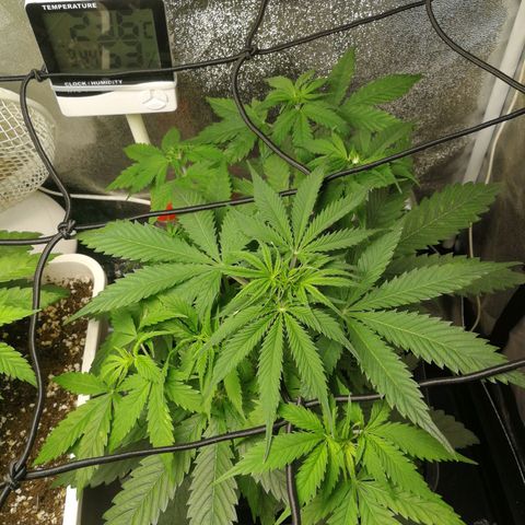 American Fast growlog timeline photo