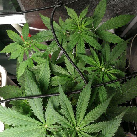 American Fast growlog timeline photo