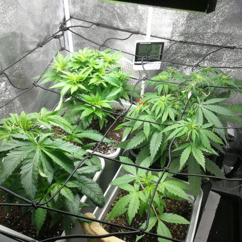 BCN Critical XXL growlog timeline photo