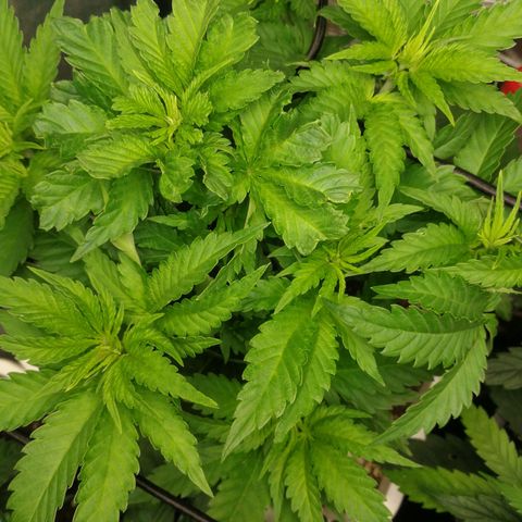 BCN Critical XXL growlog timeline photo