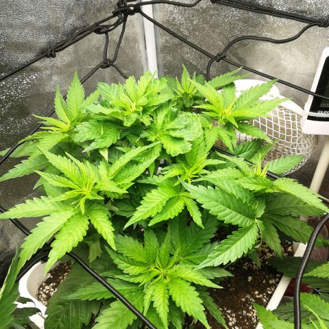 BCN Critical XXL growlog timeline photo