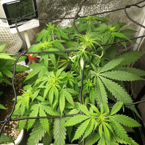 American Fast growlog timeline photo