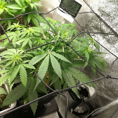 American Fast growlog timeline photo