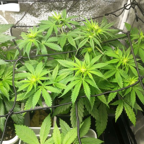 American Fast growlog timeline photo