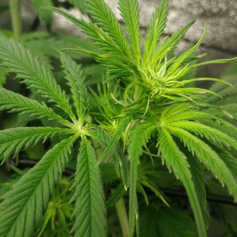 American Fast growlog timeline photo