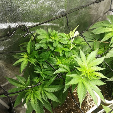 BCN Critical XXL growlog timeline photo