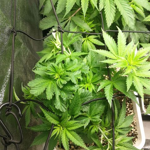 BCN Critical XXL growlog timeline photo