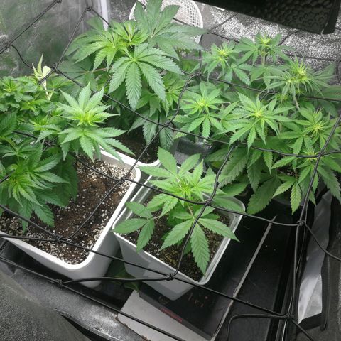BCN Critical XXL growlog timeline photo