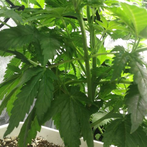 BCN Critical XXL growlog timeline photo
