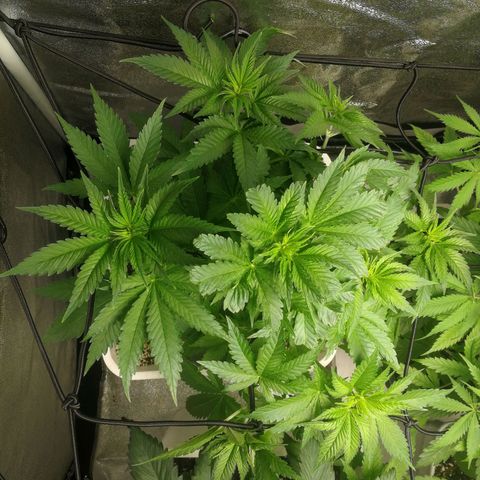 BCN Critical XXL growlog timeline photo