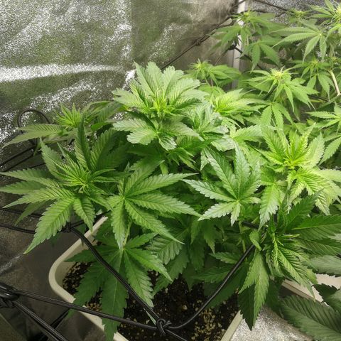 BCN Critical XXL growlog timeline photo
