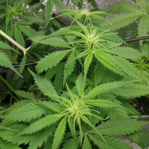 American Fast growlog timeline photo