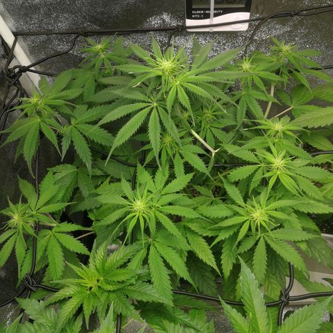 American Fast growlog timeline photo