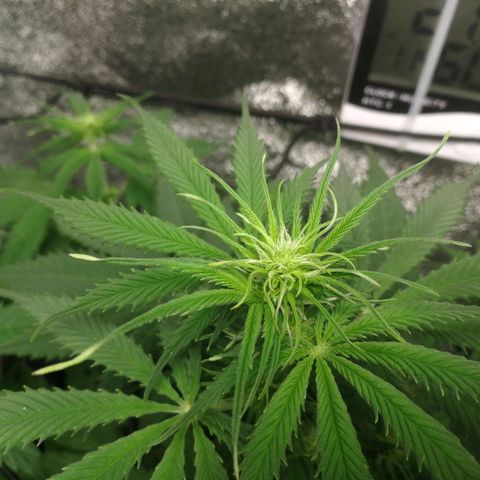 American Fast growlog timeline photo