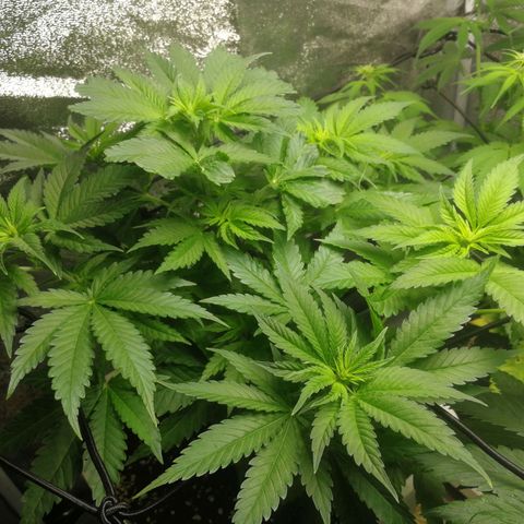 BCN Critical XXL growlog timeline photo