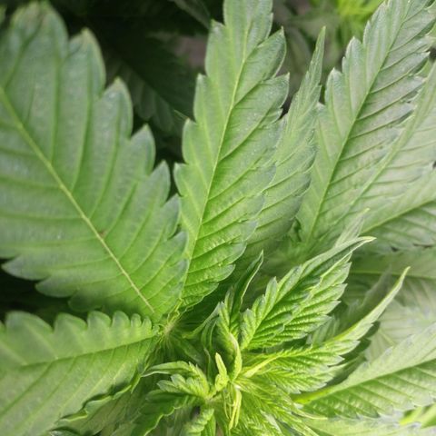 BCN Critical XXL growlog timeline photo