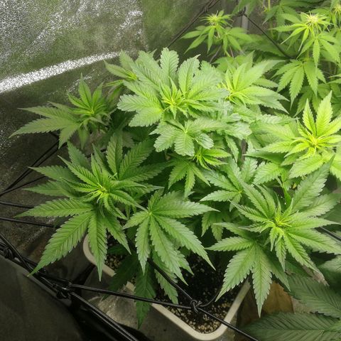 BCN Critical XXL growlog timeline photo