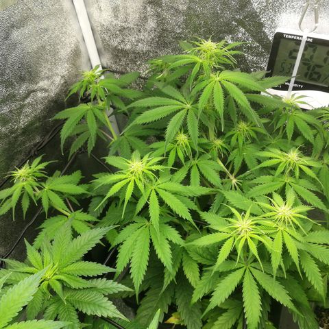 American Fast growlog timeline photo