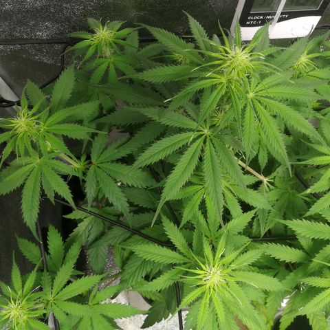 American Fast growlog timeline photo