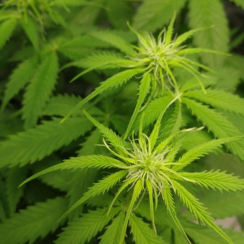 American Fast growlog timeline photo