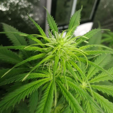 American Fast growlog timeline photo
