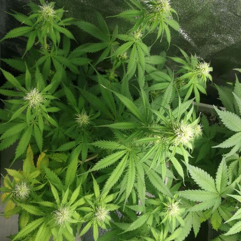 American Fast growlog timeline photo