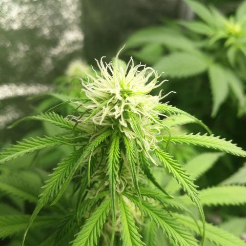 American Fast growlog timeline photo