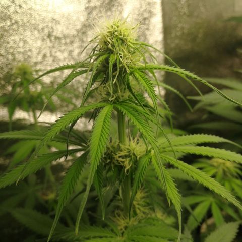 American Fast growlog timeline photo