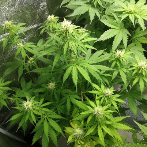 American Fast growlog timeline photo